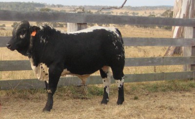 Brahckle bulls for Northern Australia