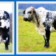 brahckle bulls from waratah speckle park