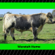 waratah speckle park semen sires