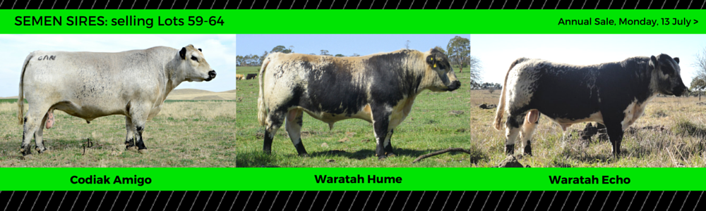 waratah speckle park semen sires