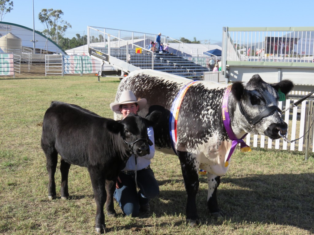 Waratah H11  and calf with Downlands College student Kate Strong