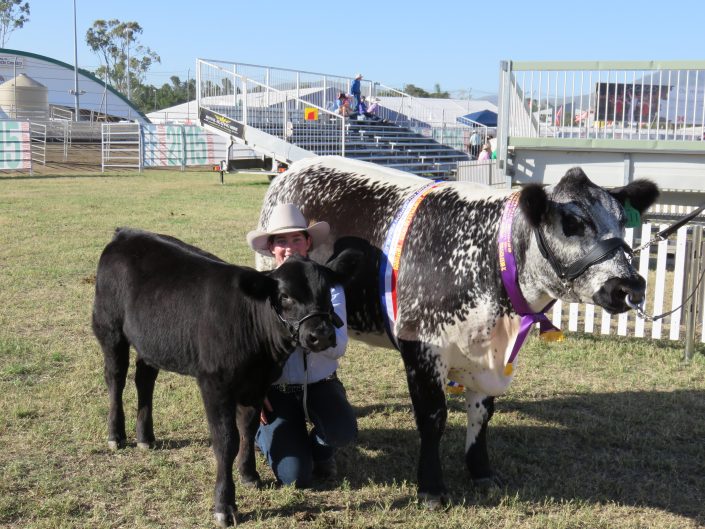 Waratah H11 and calf with Downlands College student Kate Strong