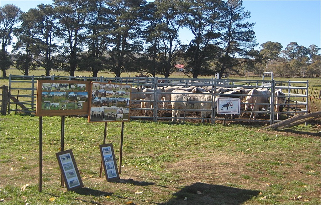 The Land Northern Beef Week 2014