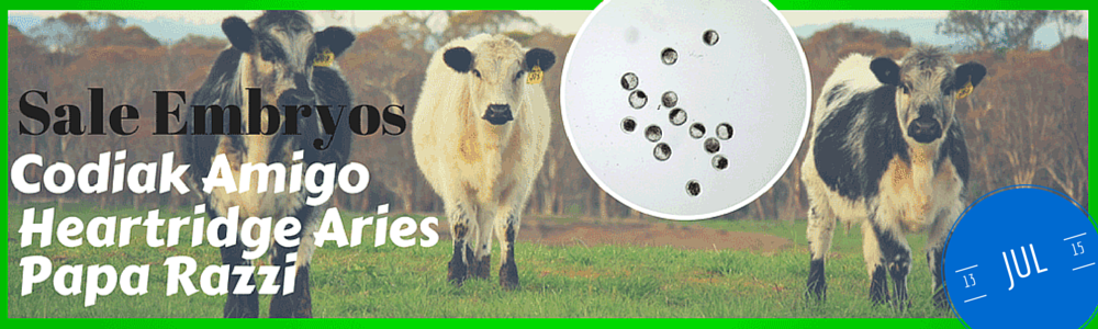 embryos for sale from Waratah Speckle Park