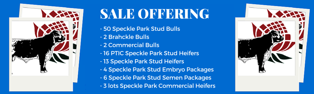 waratah speckle park sale offerings for 2015