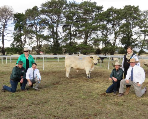 Waratah Speckle Park - high price bull 2015