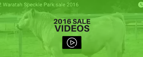 waratah-speckle-park-sale-videos