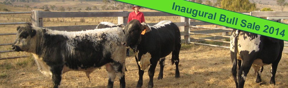 Brahckle Bulls for Northern Australia