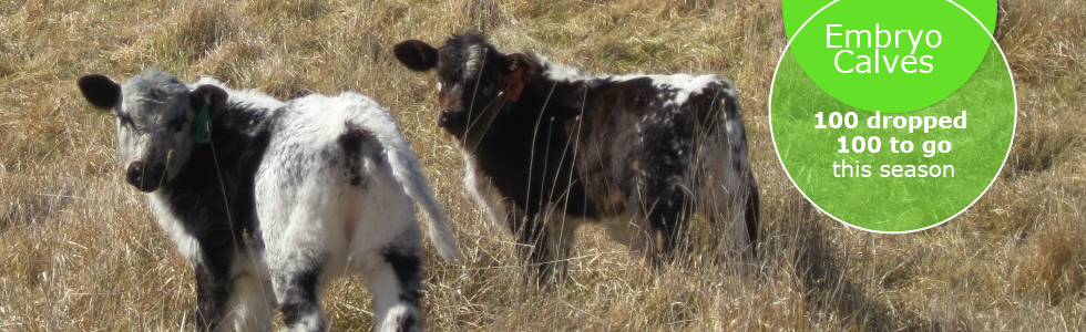 A Brand of Excellence